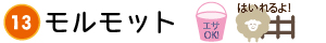 タイトル＿モルモット
