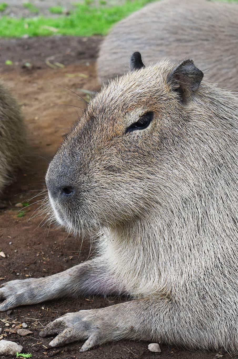 カピバラ