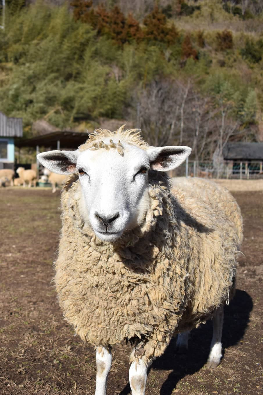 ヒツジ